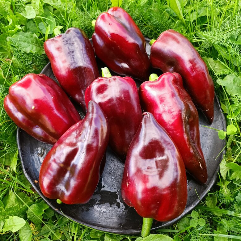 Gpsy Baron - Agra paprika ( 10 sēklas) 